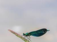Blauflügel Prachtlibelle Männchen